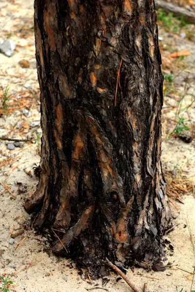 Стовбур Дерева Земля Лісі — стокове фото