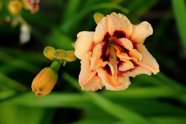 Piękny Pomarańczowy Tulipan Kwiat Zbliżenie — Zdjęcie stockowe