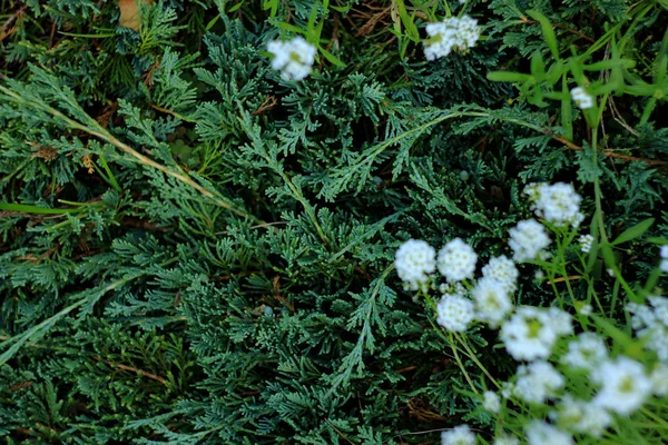 Primo Piano Fioritura Corona Nuziale Spirea Sfondo Floreale — Foto Stock