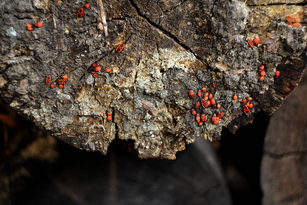 старое дерево с множеством маленьких жучков в лесу
 