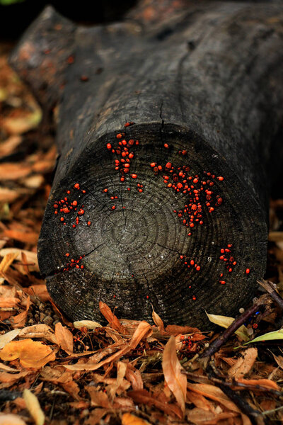 old tree stub with many small bugs in forest 