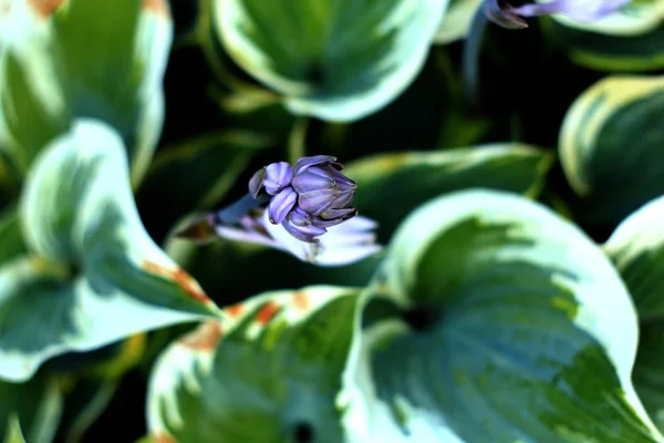 Μπλε Άνθη Της Hosta Φυτά Φύση Φόντο — Φωτογραφία Αρχείου