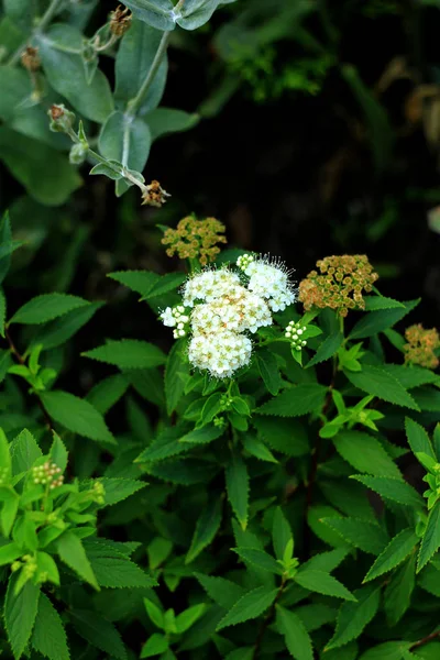 Natürliche Florale Hintergrund Mit Weißen Blumen — Stockfoto