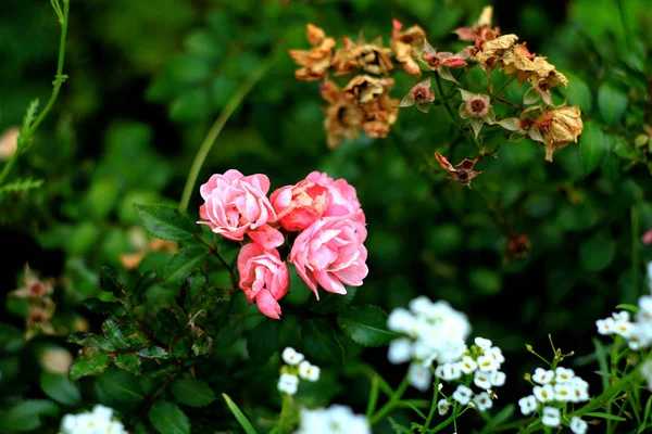 Rosafarbene Rosen Und Kleine Weiße Blumen Garten — Stockfoto