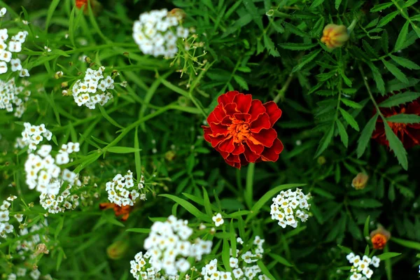 Beautiful Marigold Flower White Spirea Growing Garden — Stock Photo, Image