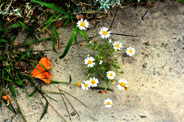 Beautiful Garden Chamomile Flowering Plants Grass — Stock Photo, Image