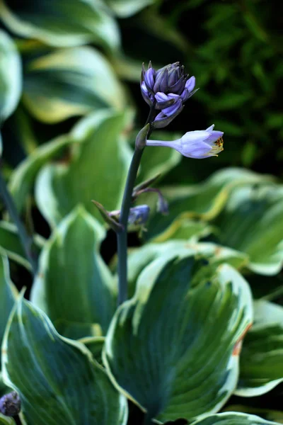 Fiori Blu Piante Hosta Sfondo Della Natura — Foto Stock