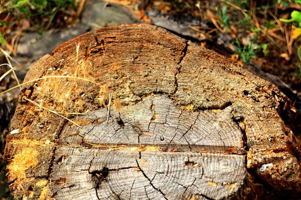 Écorce Texture Arbre Fond Forêt — Photo