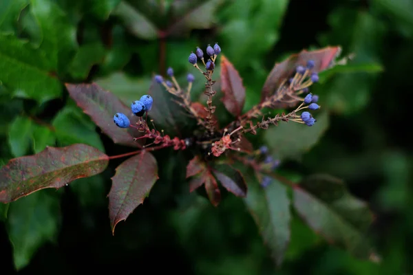 Mahoniasträucher Mit Grünen Blättern Und Blauen Beeren — Stockfoto
