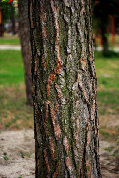 Стовбур Дерева Лісі — стокове фото