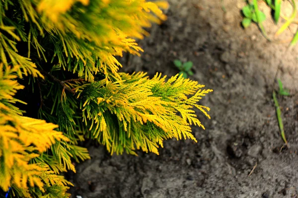 Belo Fundo Floral Folhas Verdes Árvore Arborvitae — Fotografia de Stock