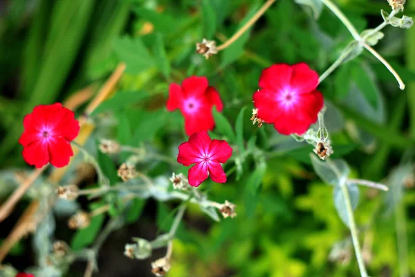 天然花卉背景与粉红色的花朵 — 图库照片
