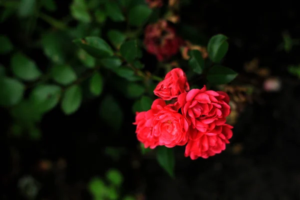 Red Roses Blooming Garden — Stock Photo, Image