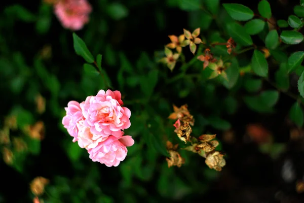 Pachnące Róże Pełnym Rozkwicie Washington Park Rose Garden Portland Oregon — Zdjęcie stockowe