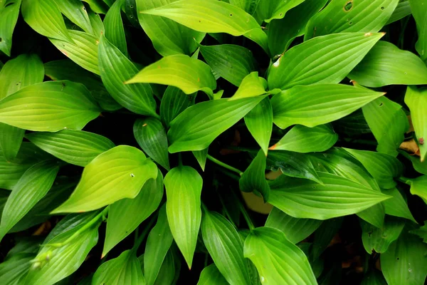 Крупним Планом Зелене Листя Фон Природи — стокове фото