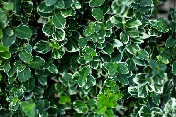 Primer Plano Las Hojas Verdes Fondo Naturaleza — Foto de Stock