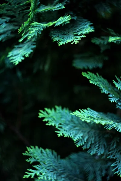 Güzel Çiçek Arka Plan Arborvitae Ağacının Yeşil Yaprakları — Stok fotoğraf