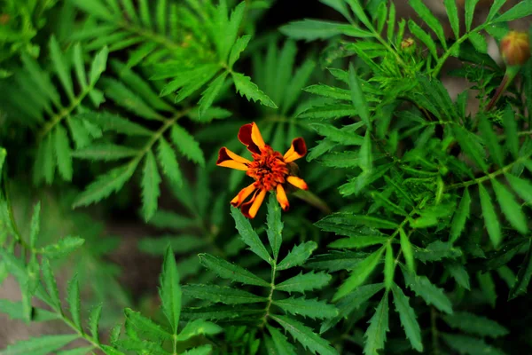 Vacker Marigold Blomma Växer Trädgården — Stockfoto