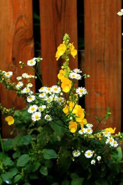 Beautiful Garden Chamomile Flowering Plants — Stock Photo, Image