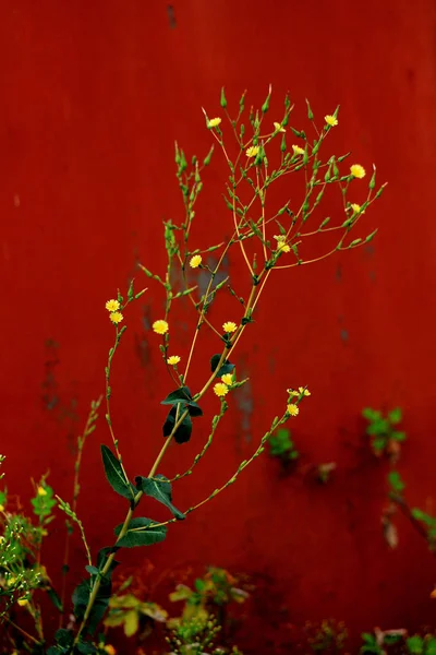 Kleine Gelbe Blüten Vor Rotem Hintergrund — Stockfoto