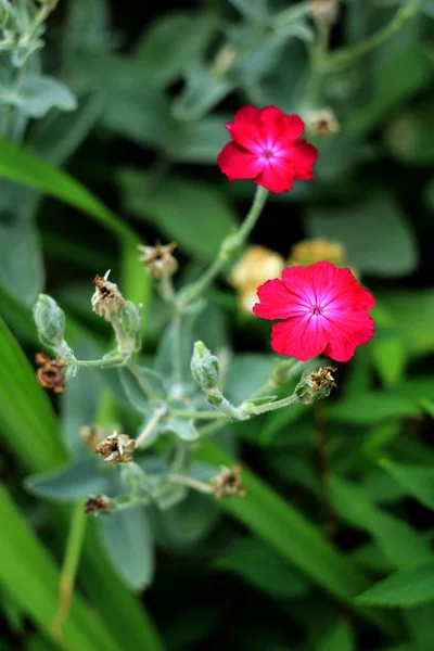 天然花卉背景与粉红色的花朵 — 图库照片