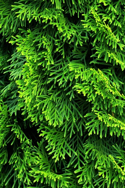 Bellissimo Sfondo Floreale Foglie Verdi Albero Arborvitae — Foto Stock