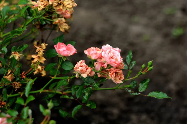 Fragrant Roses Full Blossom Washington Park Rose Garden Portland Oregon — Stock Photo, Image