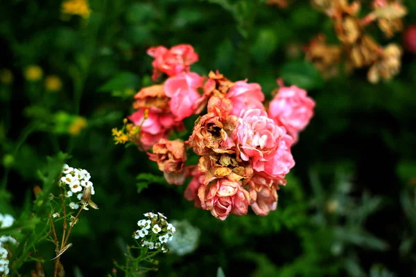 Rose Profumate Fiore Pieno Washington Park Rose Garden Portland Oregon — Foto Stock