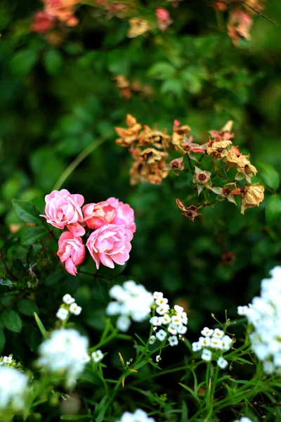 Rosafarbene Rosen Und Kleine Weiße Blumen Garten — Stockfoto