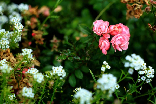 Rose Rosa Briar Piccoli Fiori Bianchi Giardino — Foto Stock