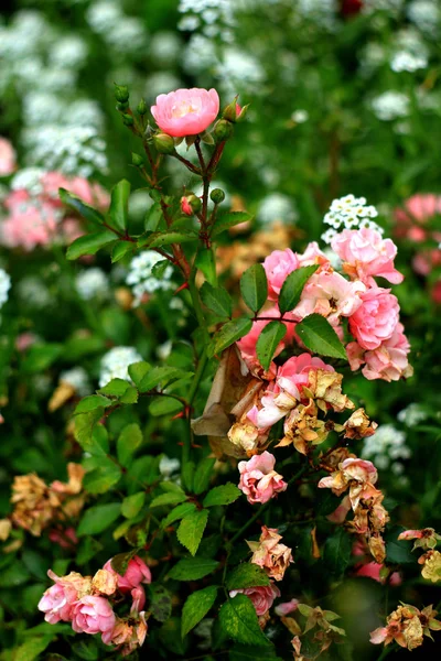 Rosas Rosadas Floreciendo Jardín — Foto de Stock