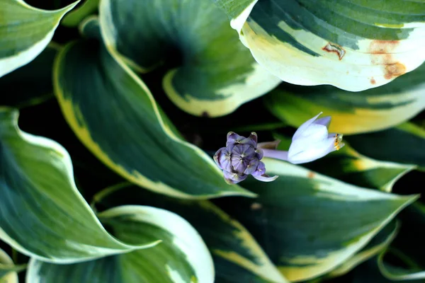 Fleurs Bleues Plantes Hosta Fond Nature — Photo