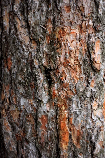 Corteza Textura Árbol Fondo Del Bosque — Foto de Stock