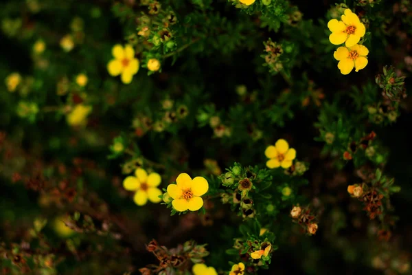 Flores Amarillas Pequeñas Que Crecen Jardín Fotografía Naturaleza — Foto de Stock