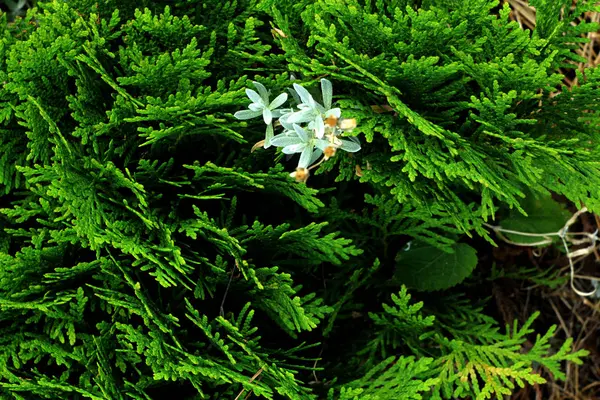 Güzel Çiçek Arka Plan Arborvitae Ağacının Yeşil Yaprakları — Stok fotoğraf