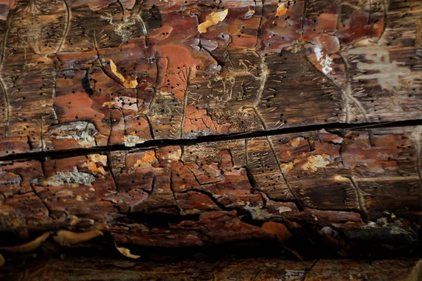 Casca Textura Árvore Fundo Floresta — Fotografia de Stock