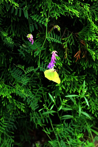 Piękne Tło Kwiatowe Zielone Liście Drzewa Tuja — Zdjęcie stockowe