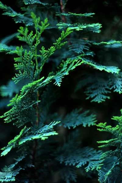 Güzel Çiçek Arka Plan Arborvitae Ağacının Yeşil Yaprakları — Stok fotoğraf