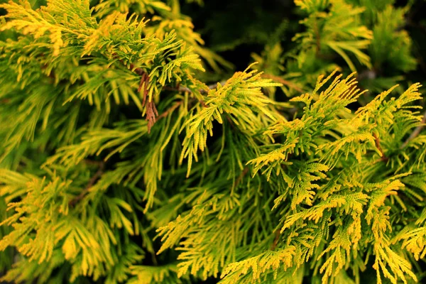 Mooie Bloemen Achtergrond Groene Bladeren Van Arborvitae Boom — Stockfoto