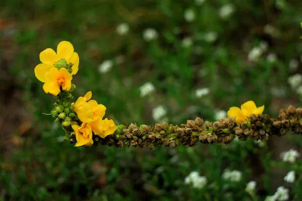 Flores Amarillas Pequeñas Que Crecen Jardín Fotografía Naturaleza — Foto de Stock