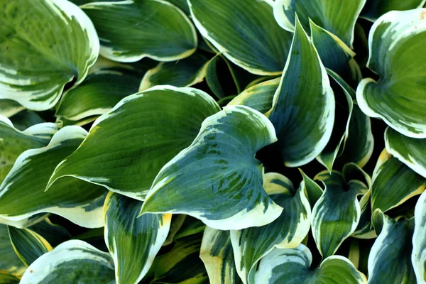 Hosta Növények Zöld Fehér Levelei Természet Háttere — Stock Fotó