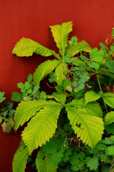 Gros Plan Sur Les Plantes Vertes Fond Naturel — Photo