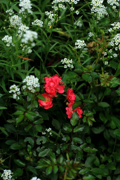 Röda Rosor Blommar Trädgården — Stockfoto