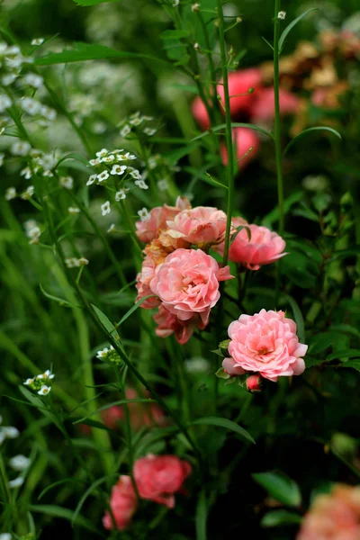 Rosas Fragantes Plena Floración Washington Park Rose Garden Portland Oregon — Foto de Stock