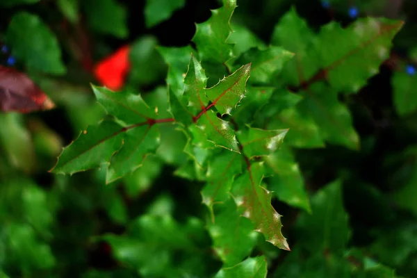 Arbusto Mahonia Con Hojas Verdes — Foto de Stock