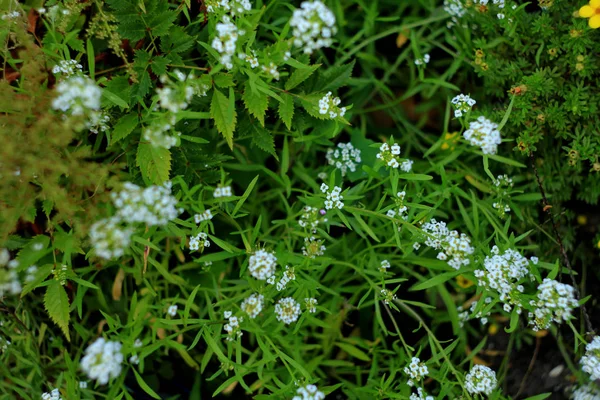 Zbliżenie Kwitnienia Wieniec Ślubny Spirea Kwiatowy Tle — Zdjęcie stockowe