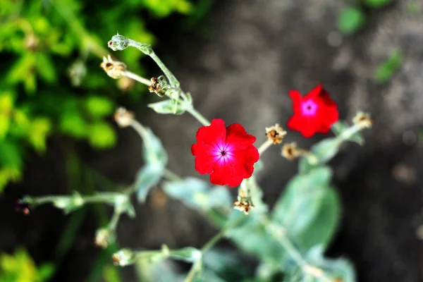 Naturlig Blomster Bakgrund Med Rosa Blommor — Stockfoto