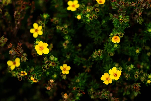 Small Yellow Flowers Growing Garden Nature Photography — Stock Photo, Image