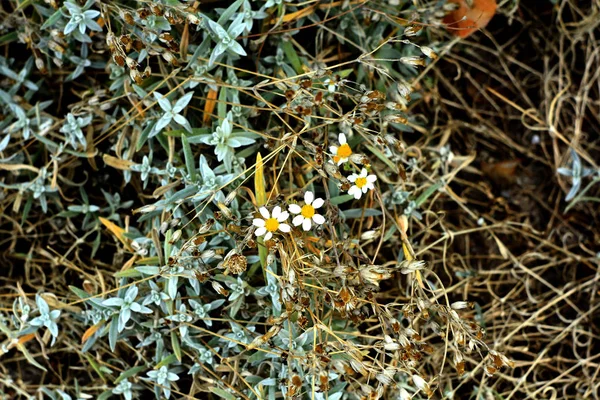 Hermoso Jardín Manzanilla Plantas Con Flores Hierba — Foto de Stock