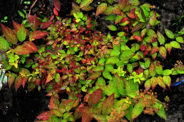 Primer Plano Las Hojas Verdes Fondo Naturaleza — Foto de Stock